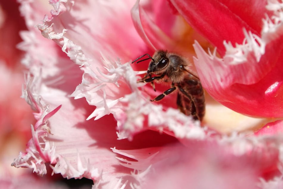 Mit den Bienen hat alles Angefangen, jetzt geht der Runde Tisch Artenvielfalt in die letzte Runde.