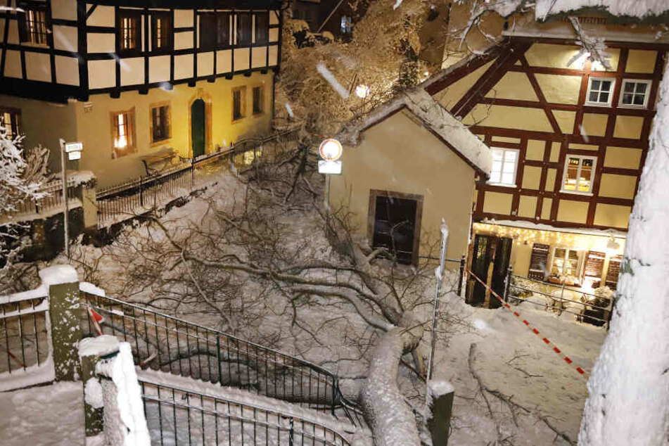 Im Schlossviertel ist eine alte Eiche umgestürzt, das Kellerhaus wurde knapp verfehlt.