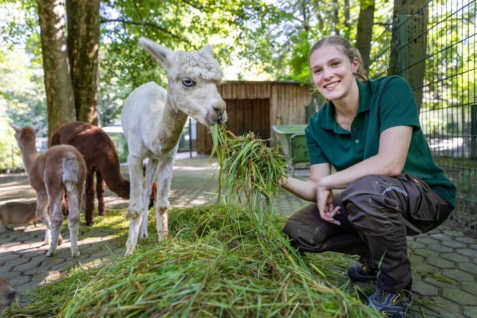 Die Alpakas fressen ihr schon aus der Hand: Sara Grundmann hat als neue Auszubildende im Tierpark angefangen.