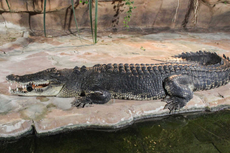 Frederick kommt aus Australien und lebt nun im Stuttgarter Zoo.