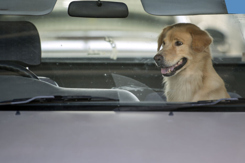 Für Hunde kann die Hitze schnell zur Lebensgefahr werden. (Symbolbild)