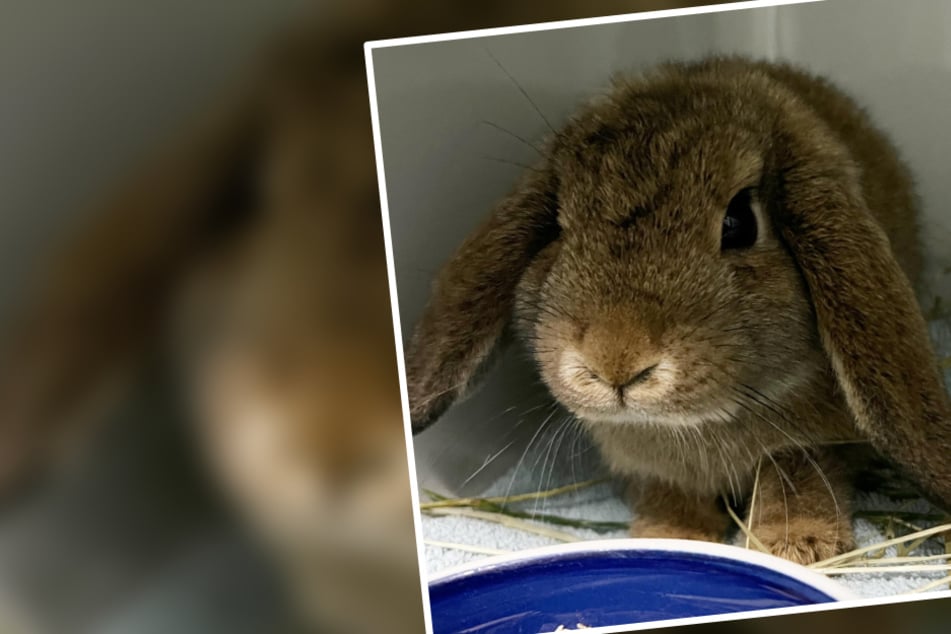 Kaninchen fast verhungert, Tierarzt findet schockierenden Grund