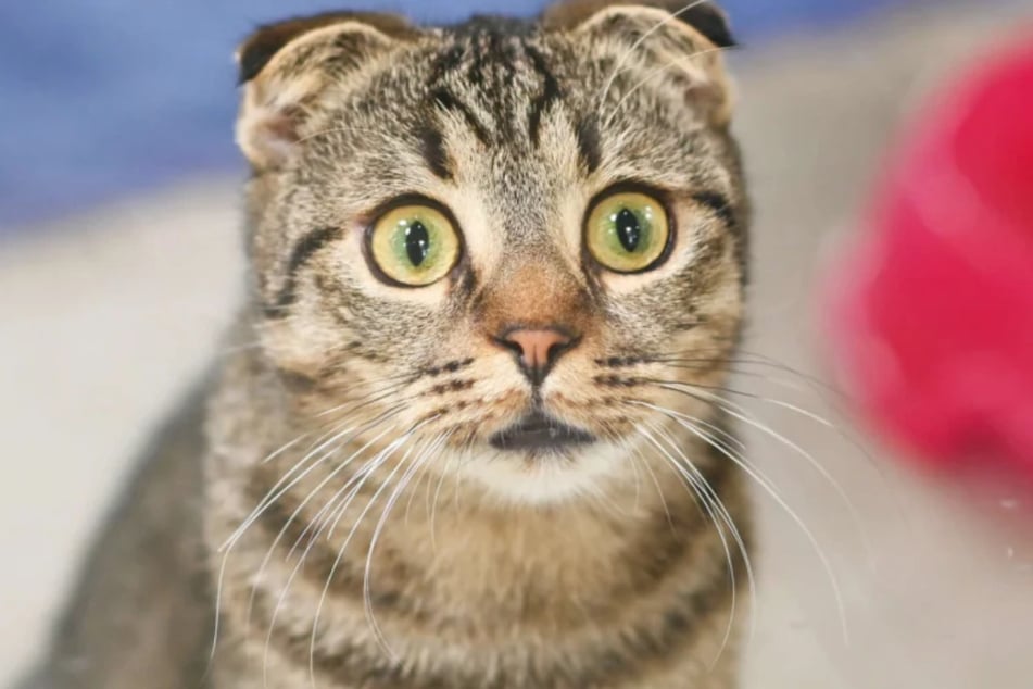 Kater Prinz Poppy (1) aus dem Berliner Tierheim wurde verletzt gefunden.
