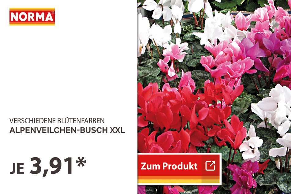 Alpenveilchen-Busch XXL für 3,91 Euro.