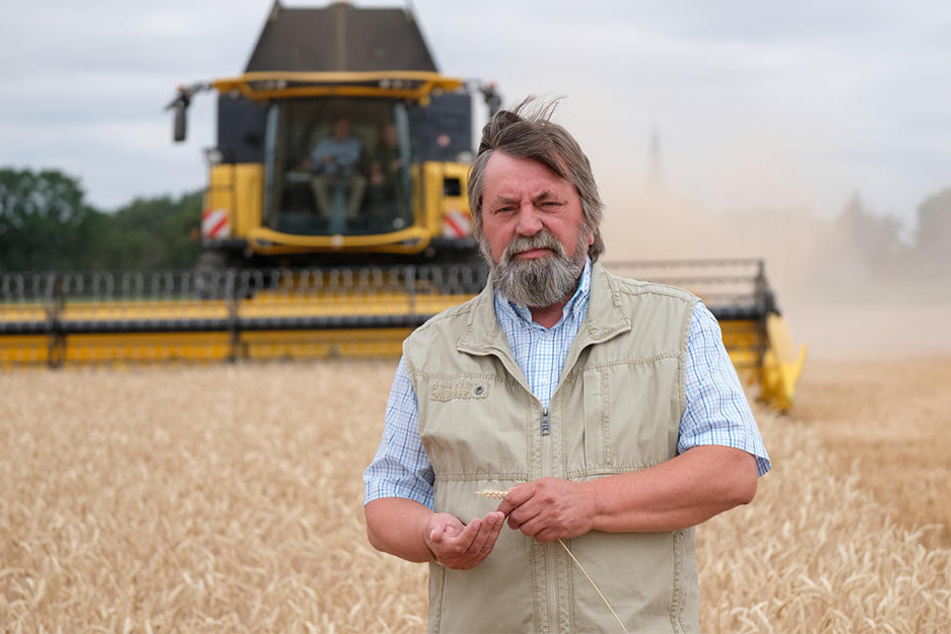 Der Arzberger Landwirt Geert Brandtner (64) steht auf einem Weizenfeld seiner Genossenschaft. Der Wassergehalt des Korns sei inzwischen unter zehn Prozent gesunken, sagt er.