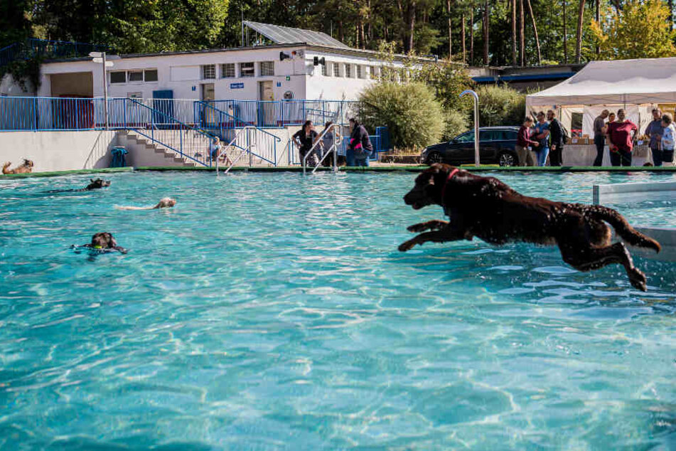 Im Nürnberger Stadionbad durften sich Hunde nach Herzenslust austoben.