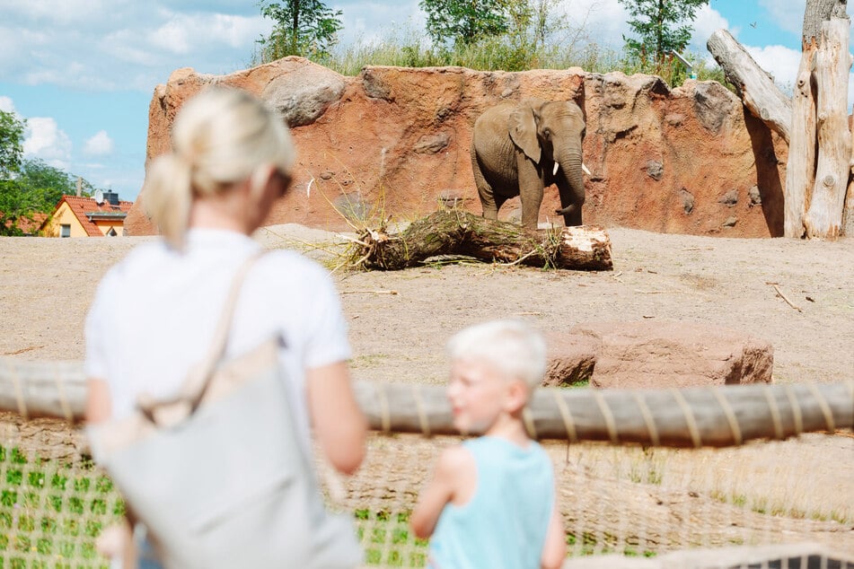 Die Erlebnisferien bis 12. August im Magdeburger Zoo halten allerlei Überraschungen bereit!