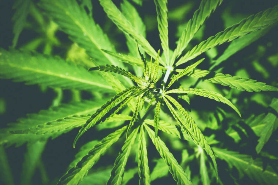 Muss nun nicht mehr illegal angebaut werden: Cannabisblüten (Symbolbild).