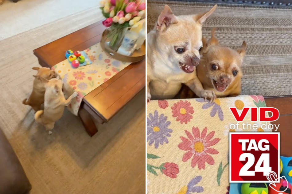 These two chihuahuas spotted their new toy pack and absolutely LOST it!