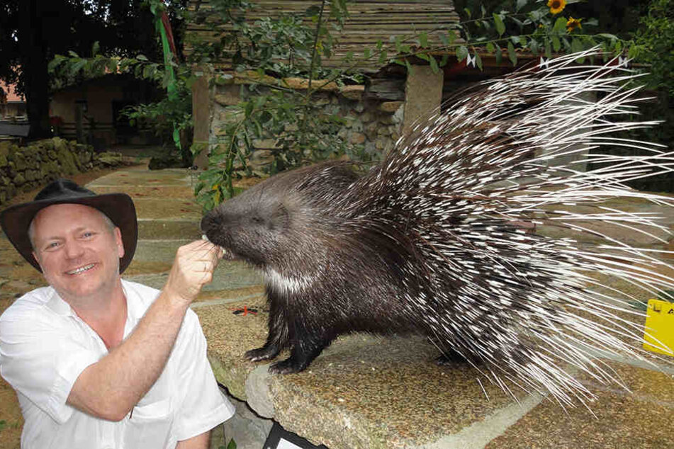 Tierparkchef Sven Hammer (48) mit Stachelschwein Bolek (5): Warum er immer wieder ausbüxt, können Hammer und seine Frau Catrin sich nicht erklären.