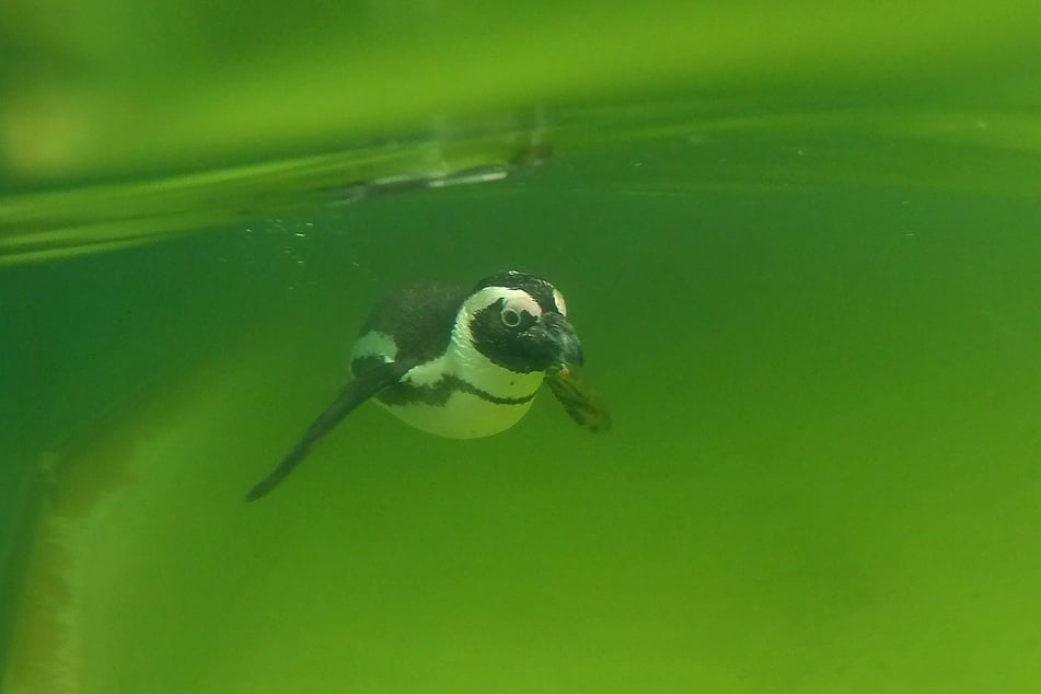 Im Berliner Zoo schwimmt ein ausgewachsener Brillenpinguin durch das grünliche Wasser.
