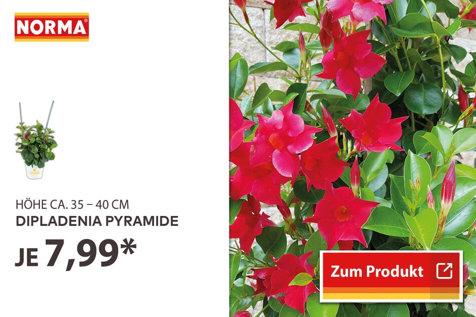 Dipladenia Pyramide für nur 7,99 Euro