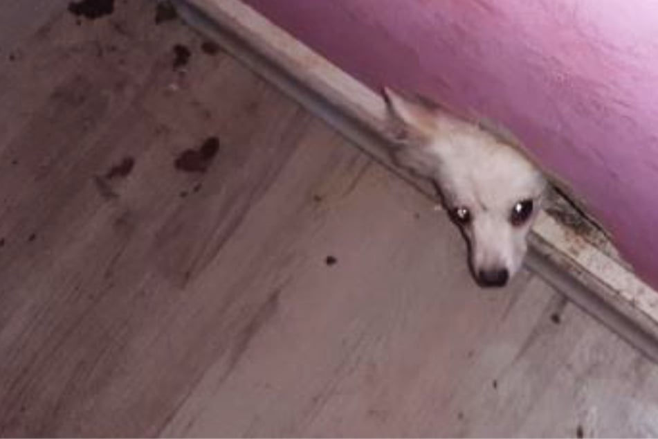 Kein Futter, kaum Wasser, überall Fäkalien: Acht Hunde aus Wohnung gerettet!