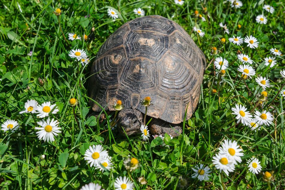 Schildkröten können gut alleine leben.