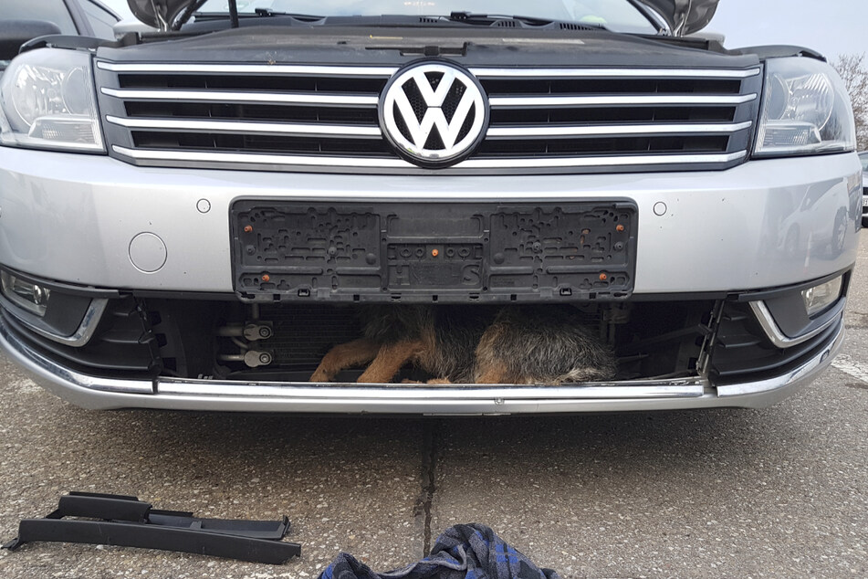 Das von der Polizei Aalen veröffentlichte Foto zeigt einen Hund, der nach einem Unfall im Kühlergrill des Fahrzeugs verschwand und rund 40 Kilometer unbemerkt vom Fahrer mitgenommen wurde.