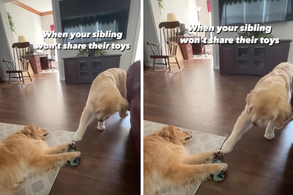 Dog proves sharing is caring by stealing from its puppy pal in stealth style