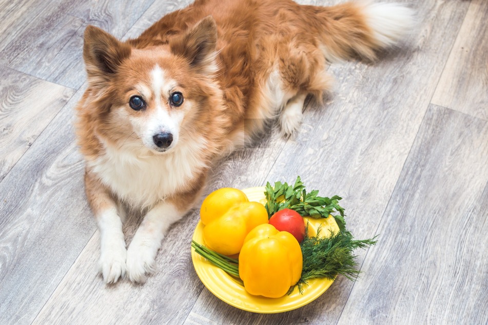 Einige Gewürze sind sehr gut für Hunde.