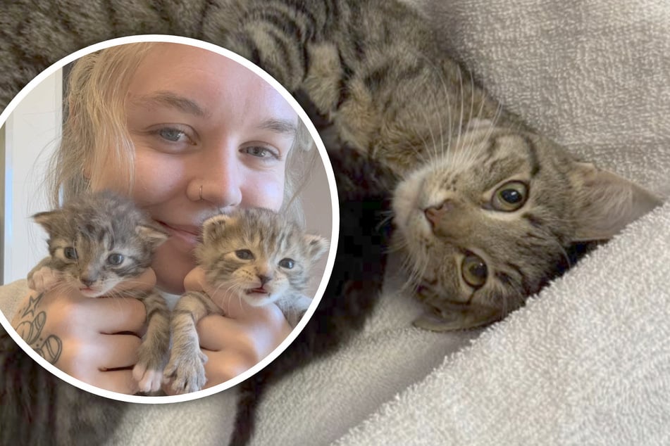 Katze soll kastriert werden: Als Frauchen zum Tierarzt will, ändert sich alles