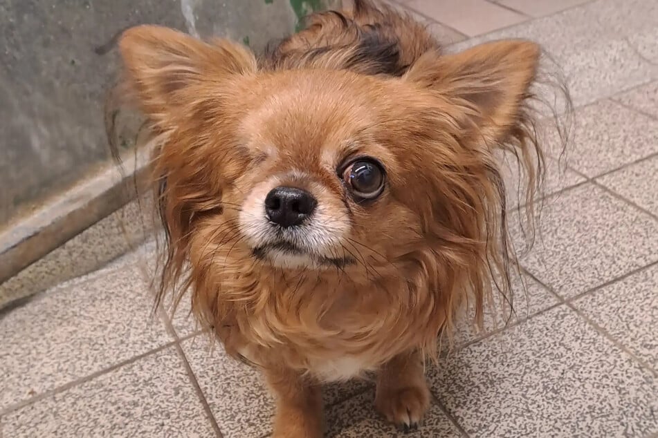 Der rotbraune Chihuahua-Mischling Chico sitzt seit Januar 2026 im Hamburger Tierheim und wartet auf ein neues Zuhause.