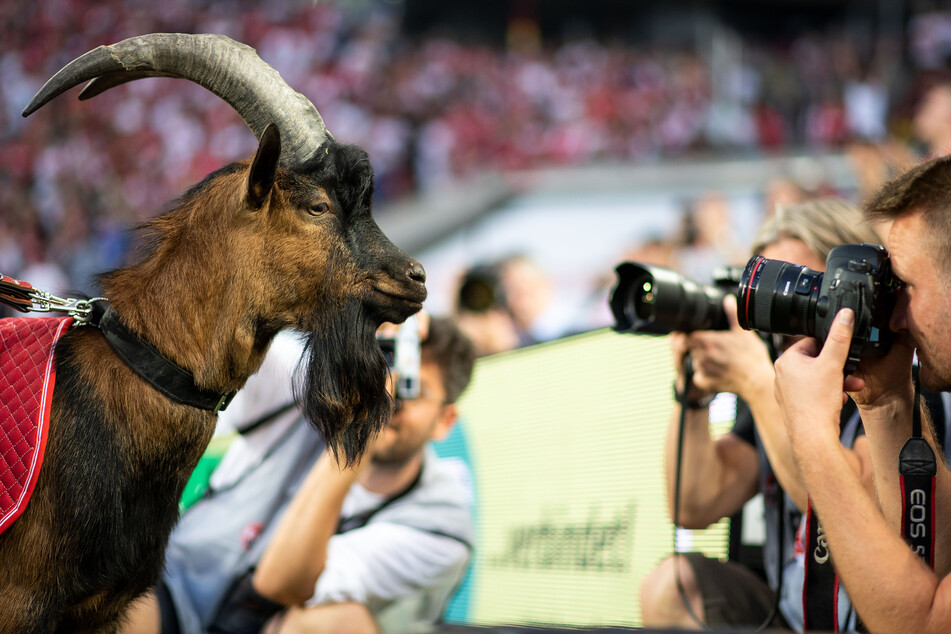 Geißbock Hennes ist seit August 2018 bei den Heimspielen des 1. FC Köln im Stadion.