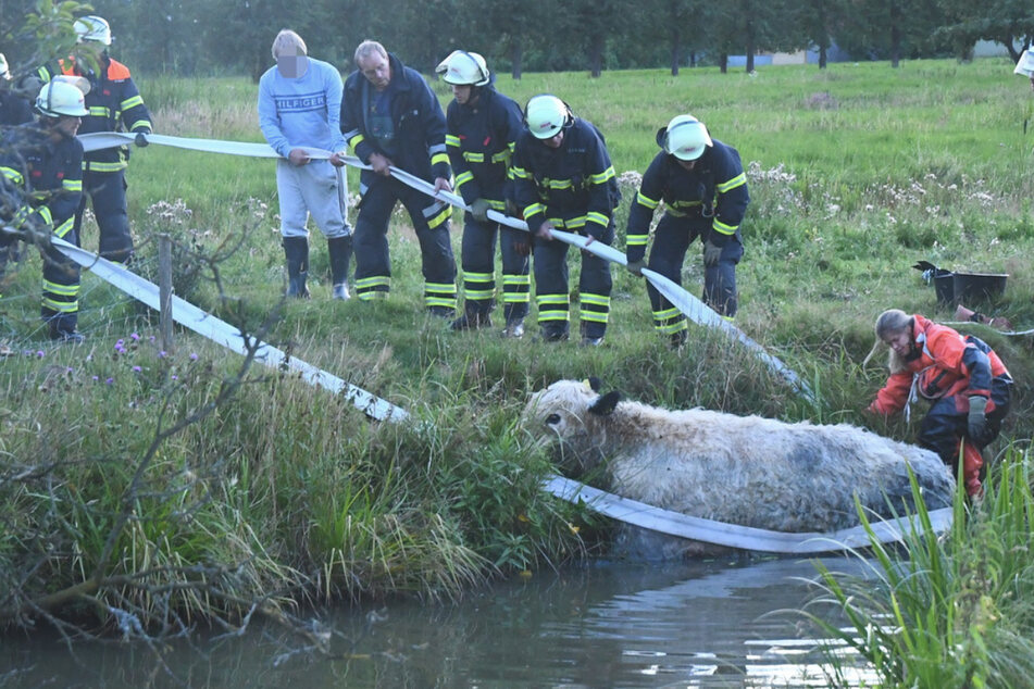 Tierrettung in Hamburg: Tonnenschweres Rind steckt in Wassergraben fest