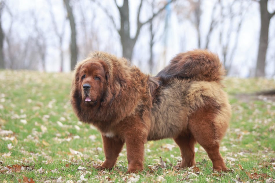 The Tibetan Mastiff is incredibly expensive and hard to look after.