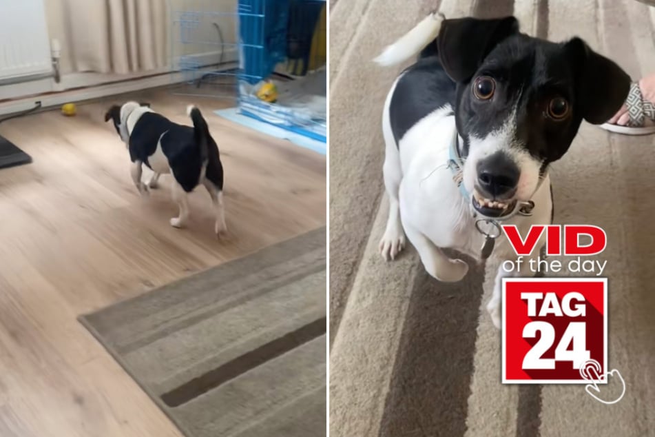 viral videos: Viral Video of the Day for August 25, 2025: Dog's underbite steals the show during hilarious kazoo song