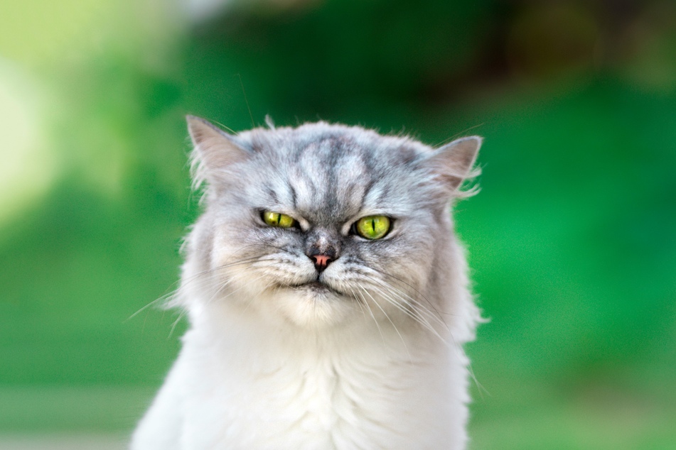 Wilfred Warrior zählt zu den Chinchilla-Perserkatzen, die eigentlich nicht gerade als hässliche Katzen gelten. (Symbolfoto)