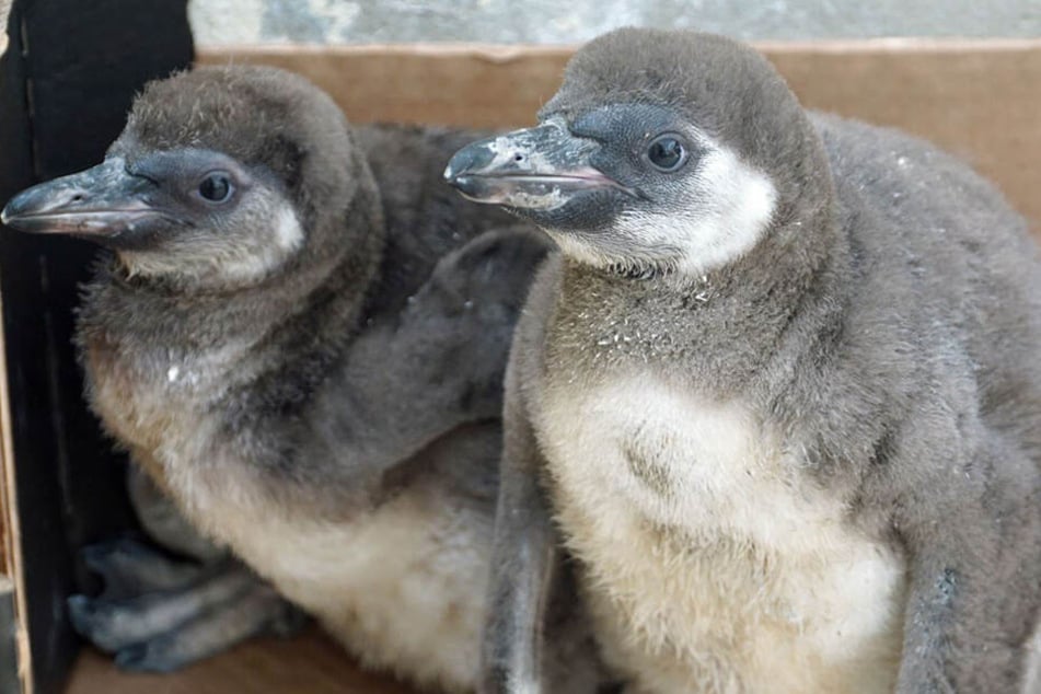 Vier Pinguine sind bei der Auseinandersetzung ums Leben gekommen. Darunter auch zwei Küken.