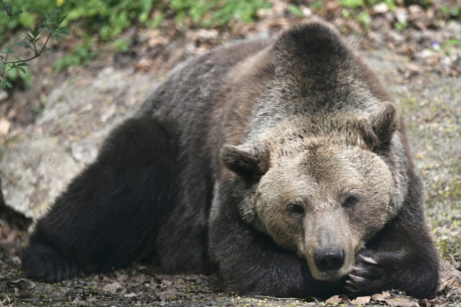 Auch Braunbärin Daggi startet langsam in den Frühling. (Archivfoto)
