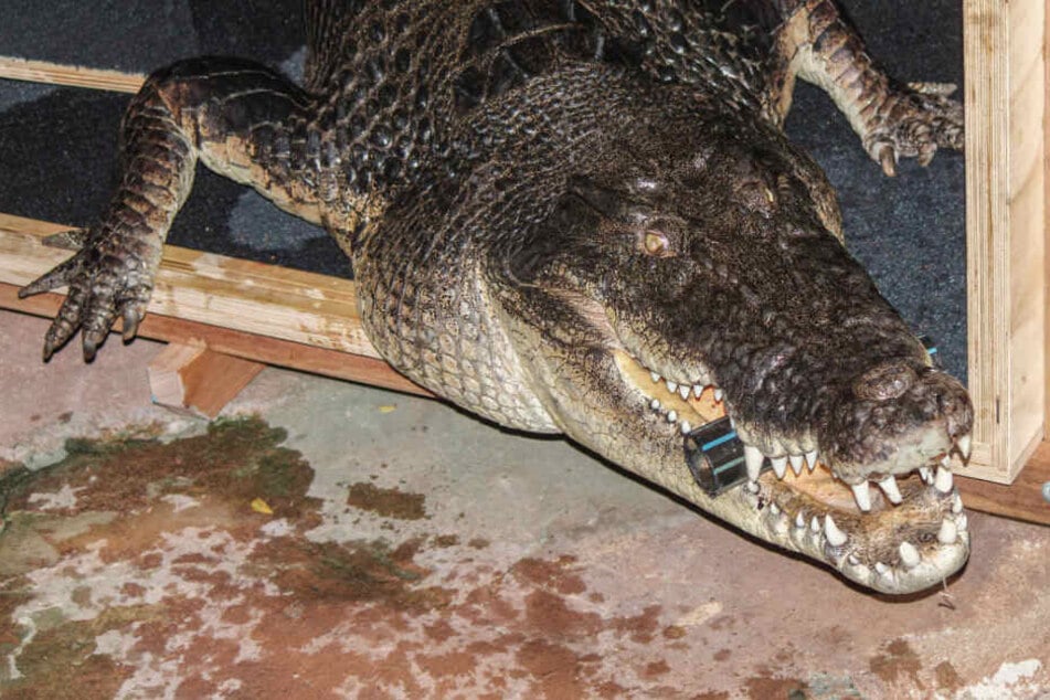 Das schwere Krokodil lebt sich nun in Stuttgart ein.