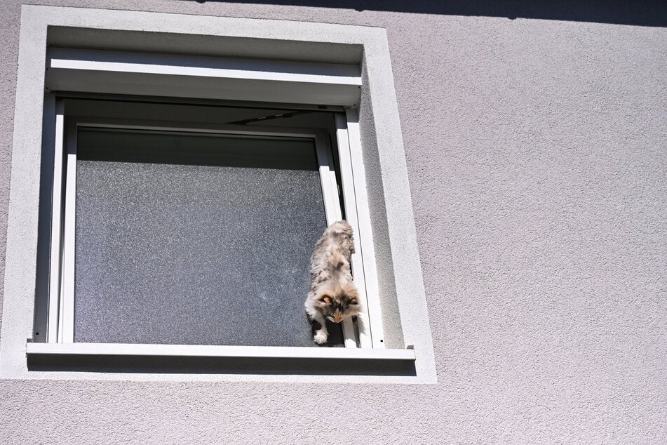 Die Mieze konnte sich nicht mehr aus eigener Kraft befreien.