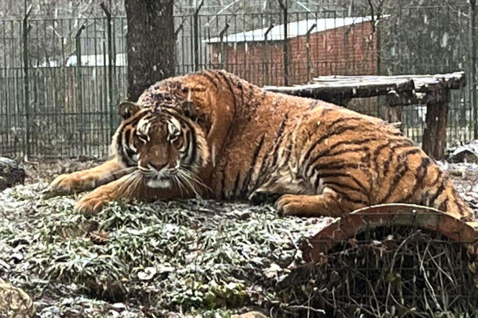 Der Tiger packte den 52-Jährigen und fügte ihm schwere Verletzungen am Kopf zu.