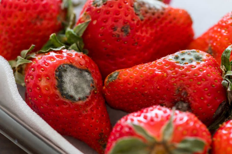 Auf den Erdbeeren hat sich bereits Schimmel gebildet.