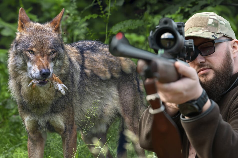 Zu viel Ärger mit den Rudeln: Sachsen gibt den Wolf zum Abschuss frei