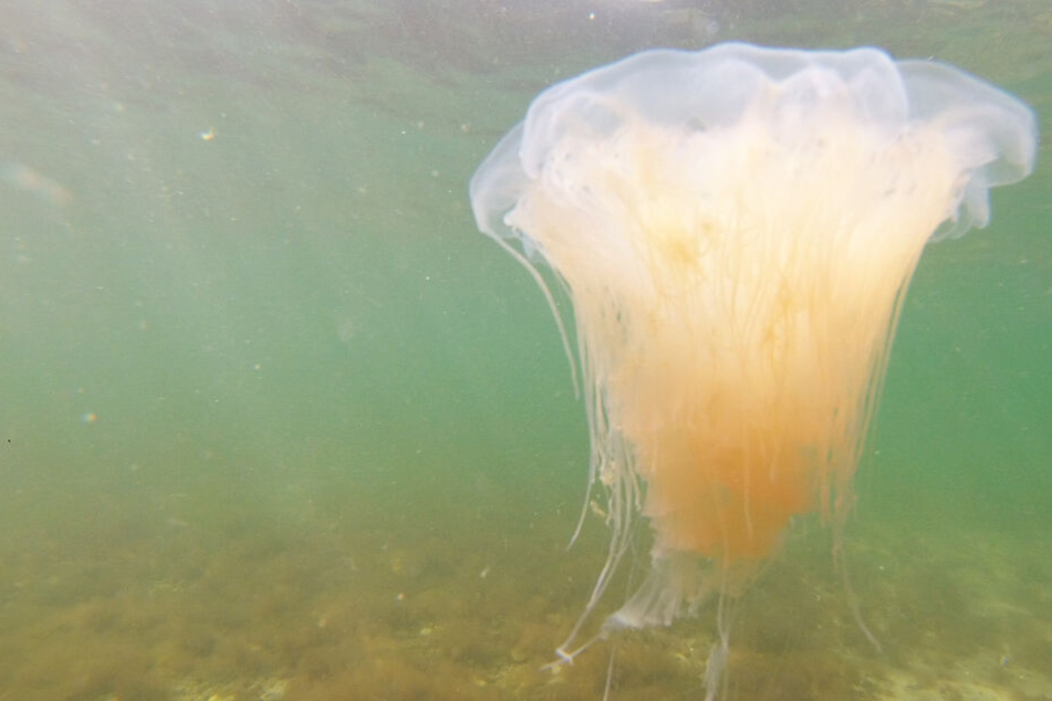 Eine Feuerqualle schwimmt in der Ostsee.