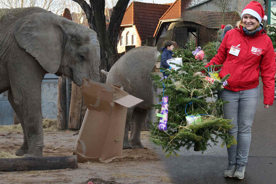 An diesem Weihnachtsbaum hängen gesunde Leckereien für die Zoo-Tiere.