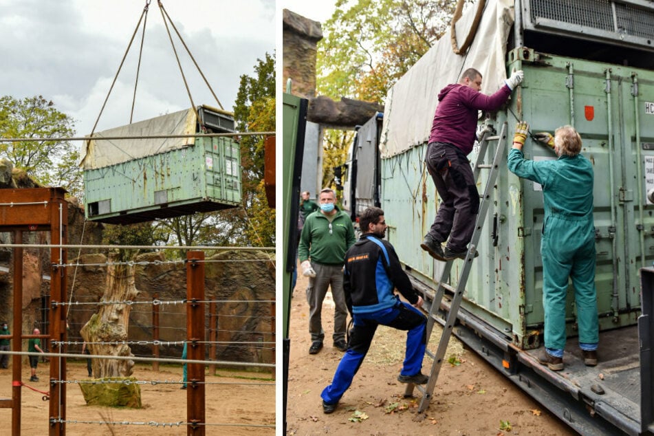Auf Wiedersehen, Tembo! In diesem Container schwebt Tembo über dem Gehege (l.). Dann wird die Box mit dem Elefanten verladen.