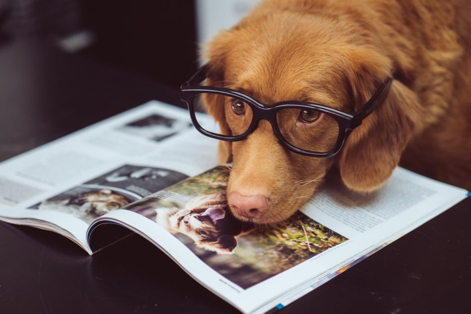 Smart doggos can learn many, many words.