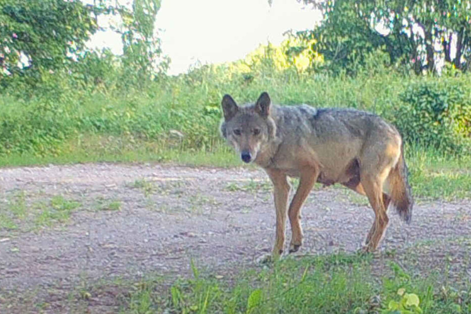 Die Wölfe bekam bereits zweimal Nachwuchs mit einem Haushund.