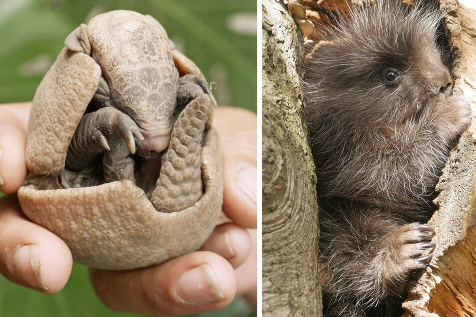 Zoo Hoyerswerda freut sich über Geburt dieser besonderen Tierkinder