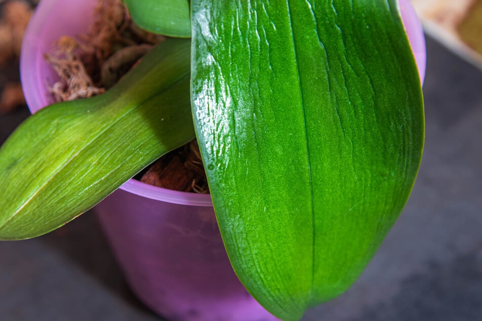 Deine Orchideen-Blätter werden schrumpelig? So kannst Du die Pflanze retten!