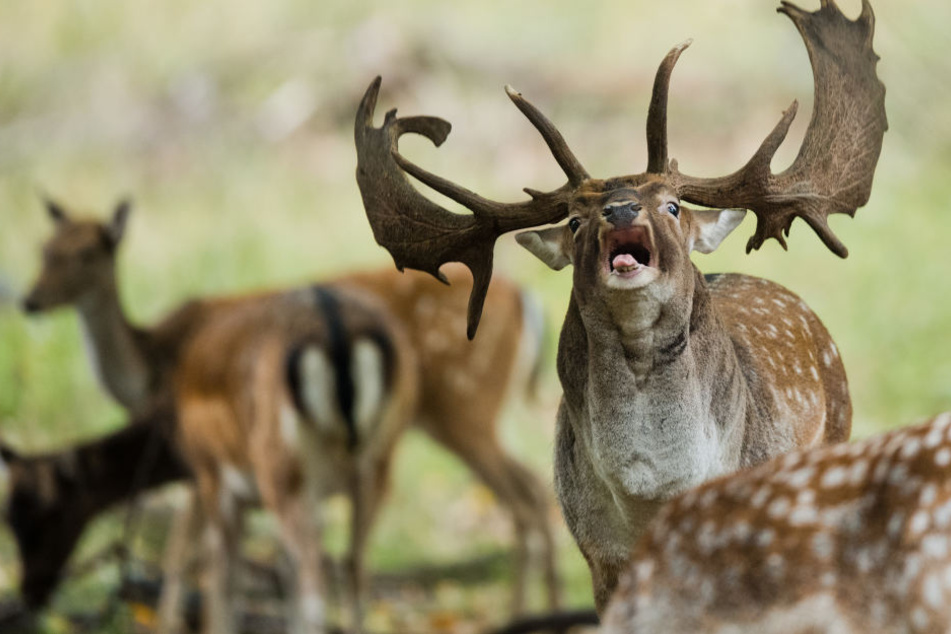 Die Beine gehörten keinem Menschen, sondern einem Hirsch. (Symbolbild)