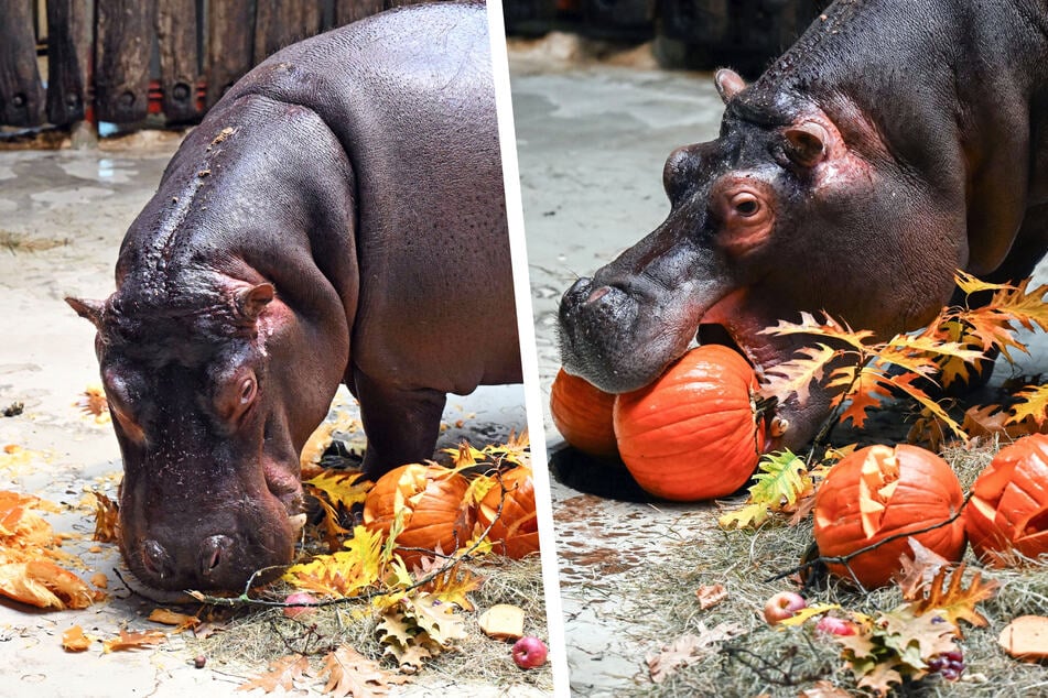 Mahlzeit! Flusspferd "Halloween" erfreut sich an Grusel-Leckereien