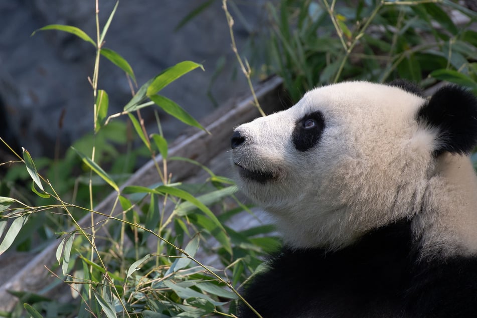 Panda-Dame Meng Meng aus dem Zoo Berlin zeigt Anzeichen einer Schwangerschaft.