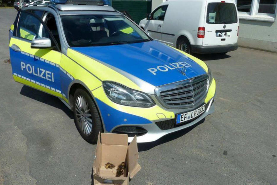 Die Mini-Küken im Größenvergleich zum Streifenwagen.