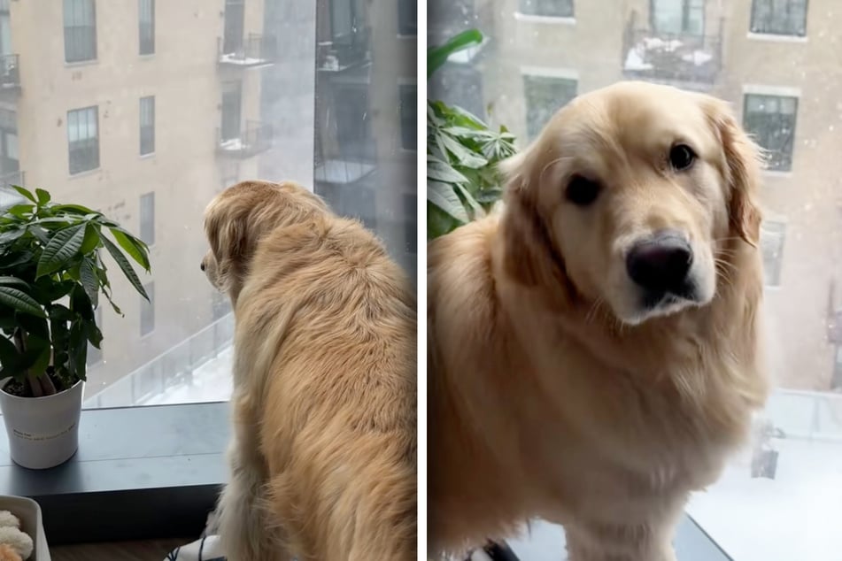 Golden Retriever observa la nieve: lo que ocurre a continuación derrite corazones en fila.