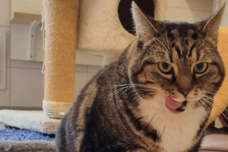 Elle est un véritable poids lourd : qui aide le chat Lola à perdre du poids ?