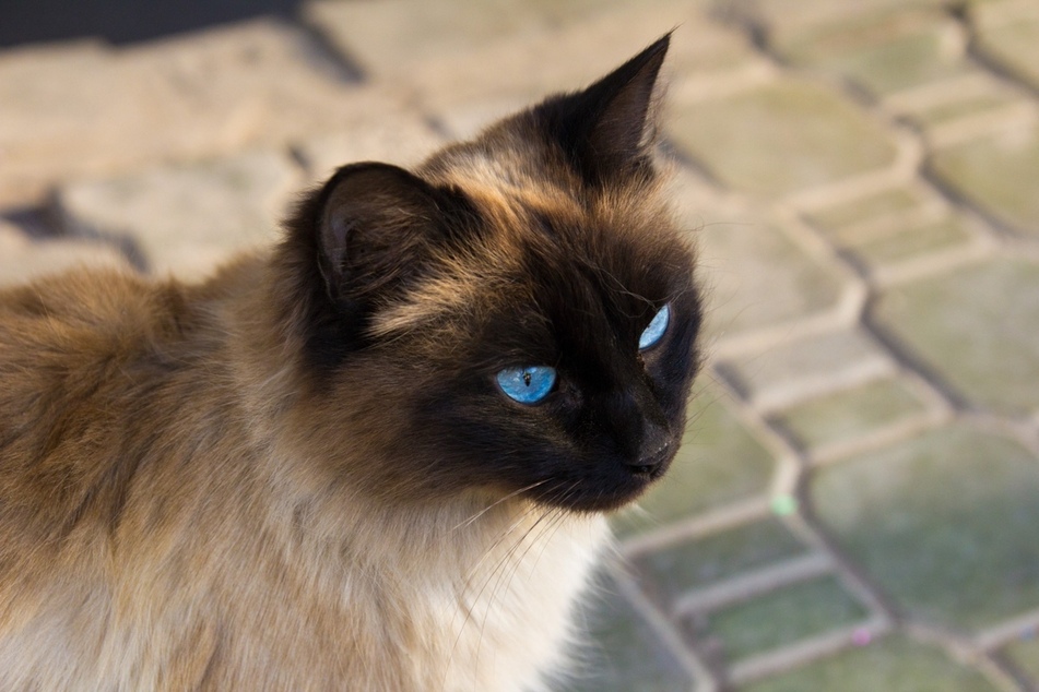 Balinese cats have dark faces and incredible blue eyes.
