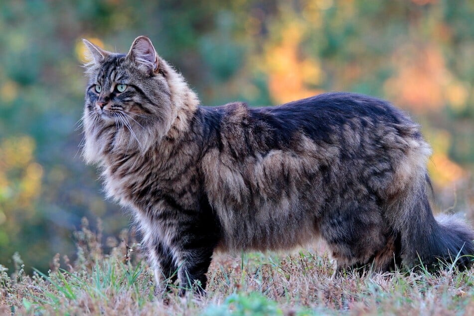 Norwegian forest cats are fluffy, puffed up kitties that deserve a whole lotta love!
